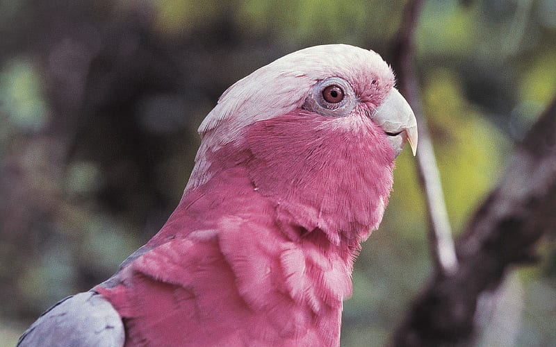 Galah, Eolophus roseicapilla, pink cockatoo, beautiful bird Australia, HD wallpaper