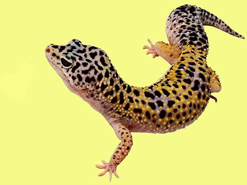 Leopard Gecko Morphs Background HD wallpaper  Pxfuel
