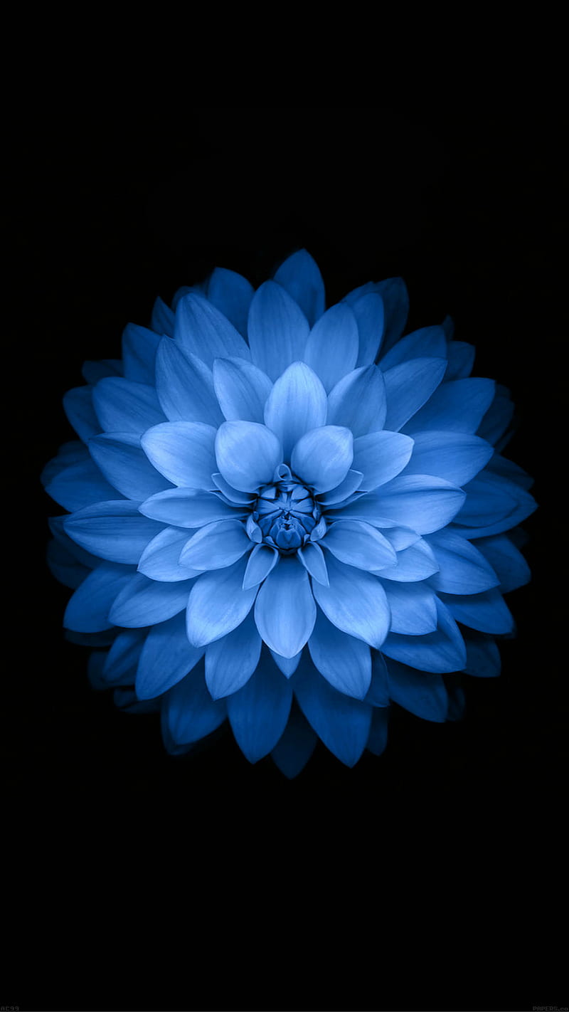 Blue Lotus, apple, flower, flowers, original, phone, plus, white, HD phone  wallpaper | Peakpx