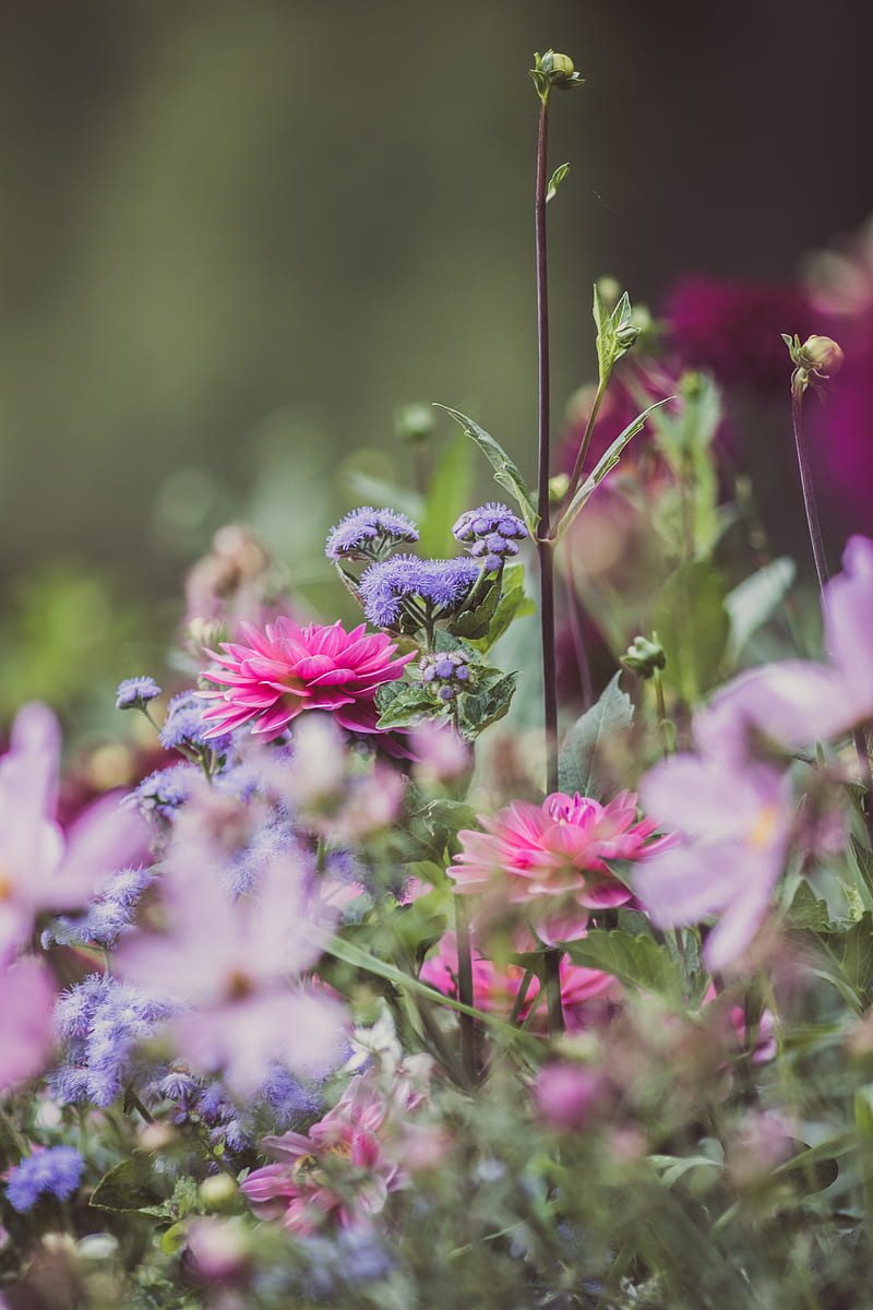 Dahlias, flowers, garden, bloom, HD phone wallpaper | Peakpx