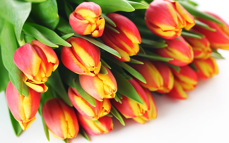 red yellow tulips, spring bouquet, tulips on a white background, floral background, tulips, HD wallpaper