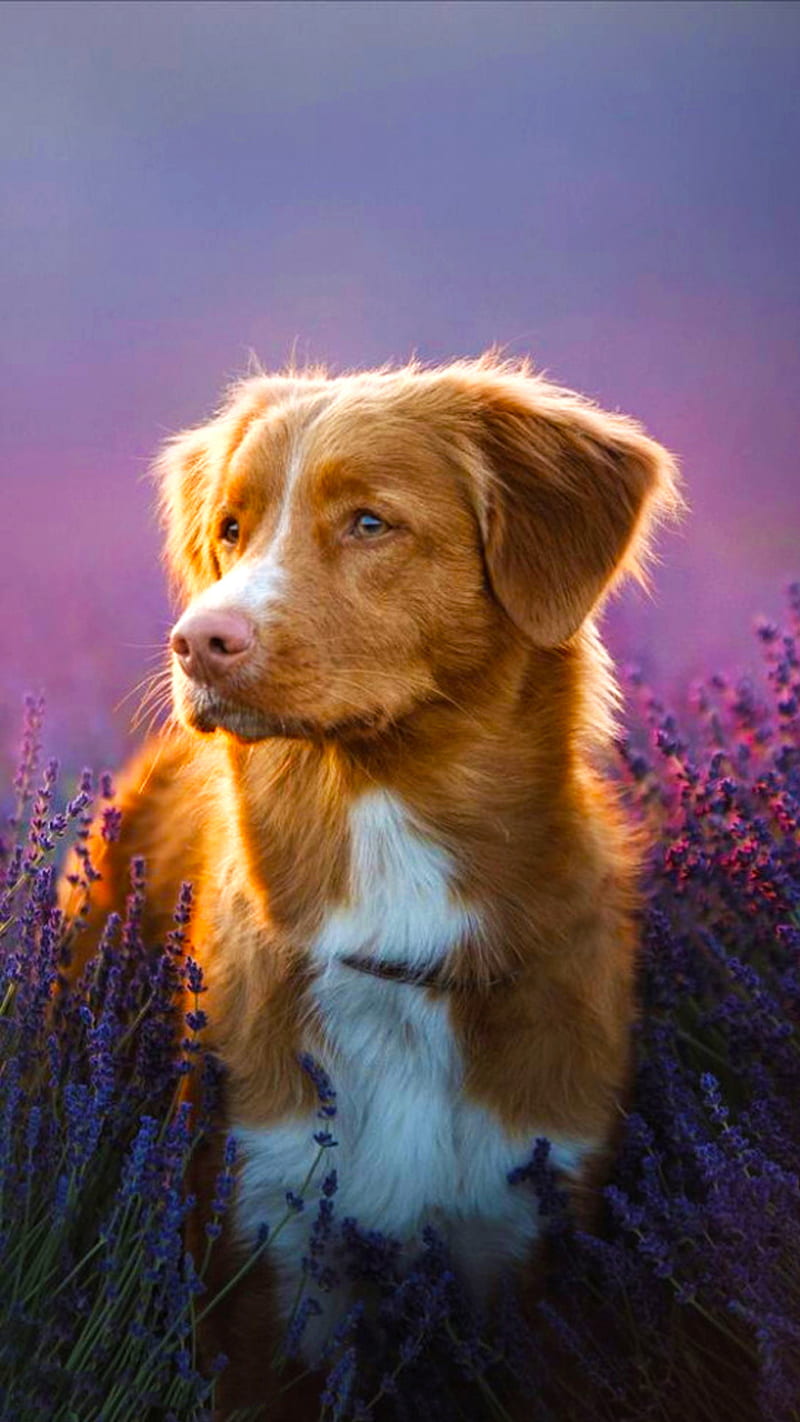 Dog, cute, dogs, puppy, rainbow, HD phone wallpaper