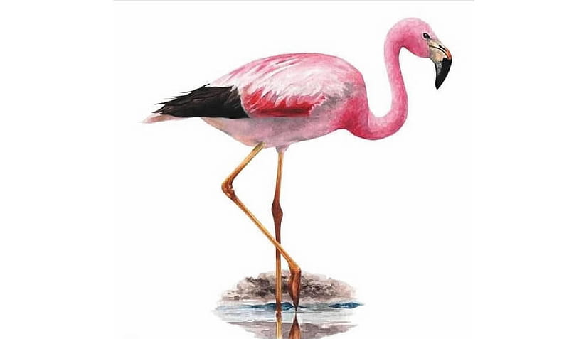 Flamingo, Ornithology, An imals, Birds, HD wallpaper