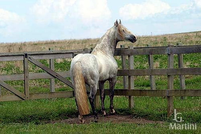 Crioulo tordilho, stallion, tordilho, cavalo, horse, animal, HD wallpaper