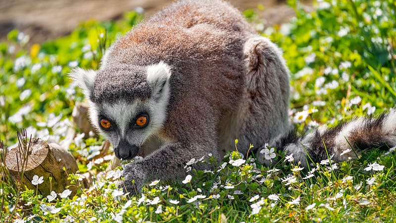 Ringtailed Lemur, cute, animal, ringtailed, lemur, HD wallpaper