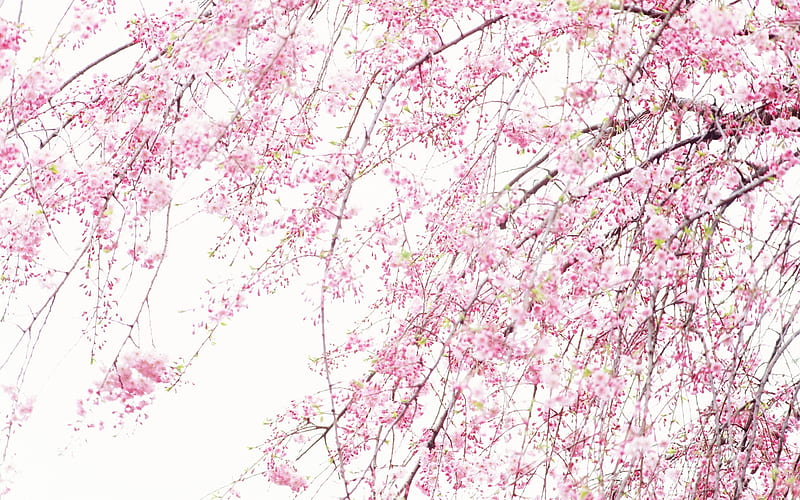 Soft Focus graphy - Romantic Flowers dim 38, HD wallpaper