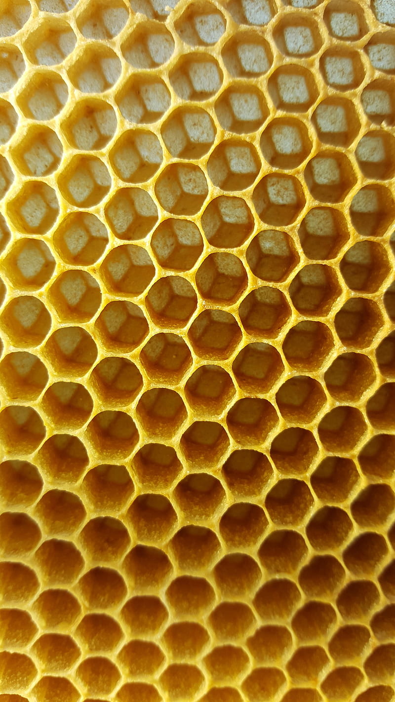 HiveStillEmptyPart2, bees, hive, honey, insects, nature, simple, yellow, HD phone wallpaper