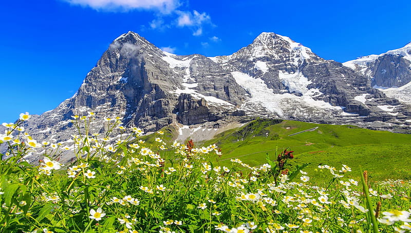 Spring in Alps, wildflowers, slope, spring, Switzerland, sky, rocks, Alps, view, grass, bonito, mountain, HD wallpaper