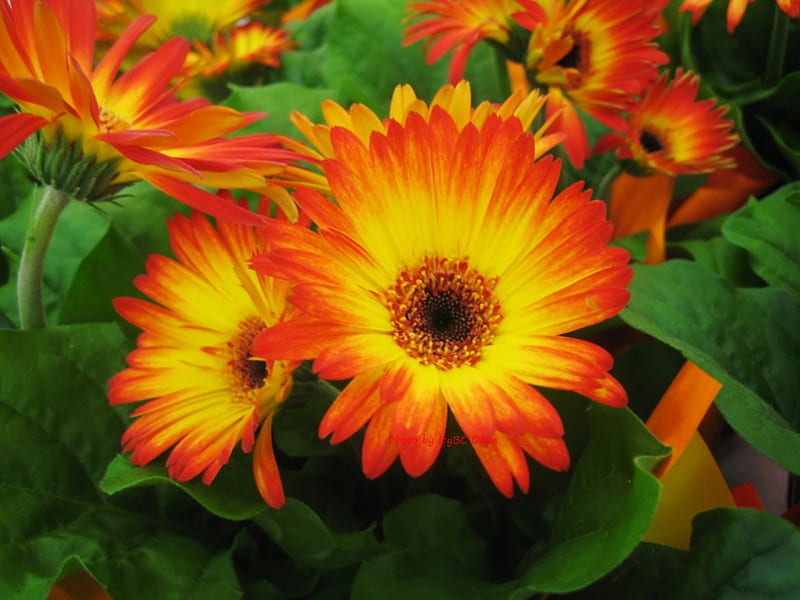 Colorful Daisies, leaves, orange, blossoms, yellow, garden, petals, HD wallpaper