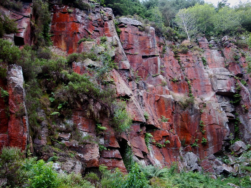 cliff edge, mountain, ferns, grass, wild, nature, cliff, canyon, HD wallpaper