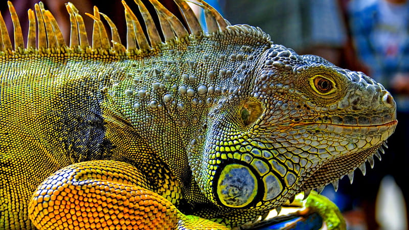 Green Iguana, reptiles, nature, lizard, Animals, HD wallpaper