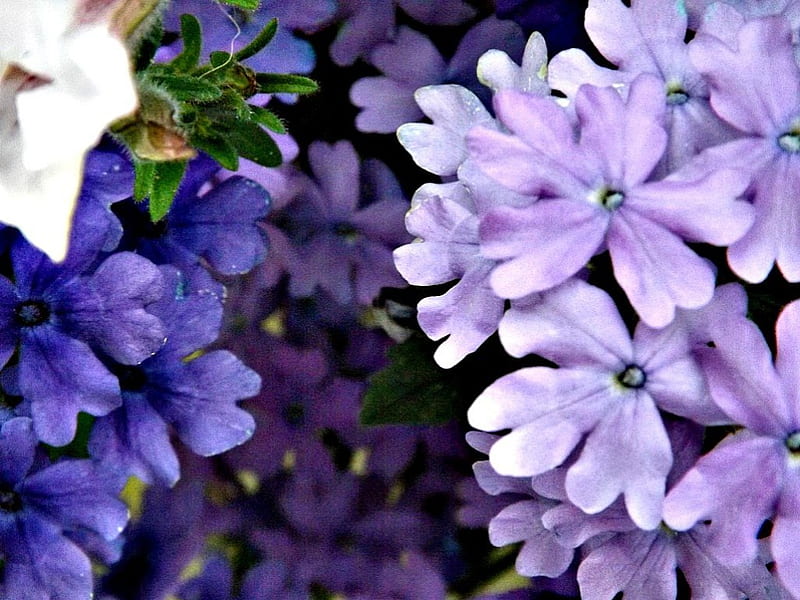 purple mixture, flower, leaves, purple, green, HD wallpaper