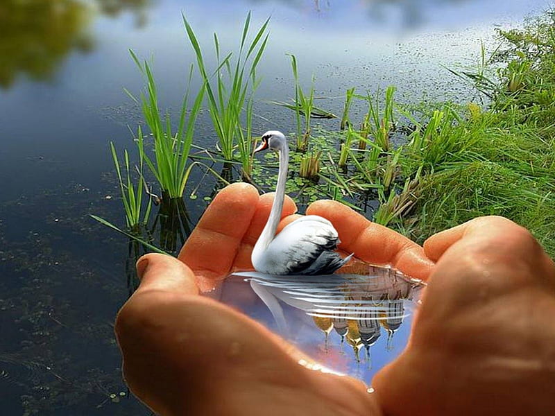 distant, hands, water, swan, grass, HD wallpaper