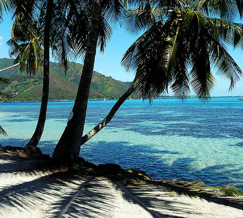 Moorea Polynesia, beach, ocean, palm trees, HD wallpaper