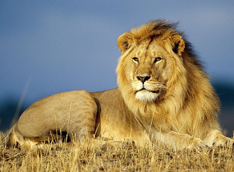 Majestic lion, wildlife, hay, lion, animal, HD wallpaper