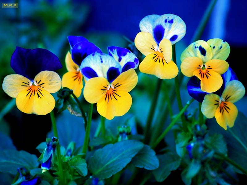 Beautiful Yellow Flowers, colorful flowers, colors, colorful flower, pansies, flower, flowers, color, nature, mna, HD wallpaper