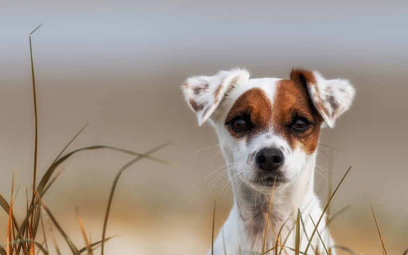 Parson Russell Terrier, little funny dog, puppy, white dog, pets, dogs, Jack Russell Terrier, HD wallpaper