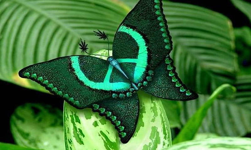 Rare and Beautiful Butterfly, bonito, Green, Butterfly, Animals, HD  wallpaper | Peakpx