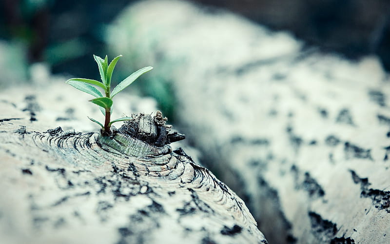 :), small tree, tree, nice, sprout, HD wallpaper