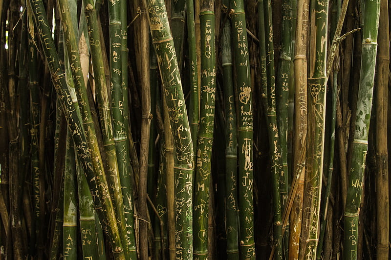 closeup of green bamboo sticks, HD wallpaper