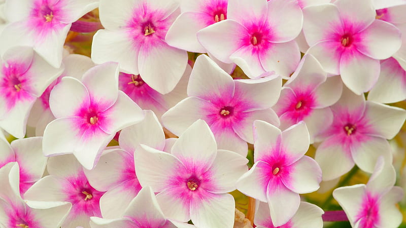 Phlox Flowers Petals Pink Flowers, HD wallpaper