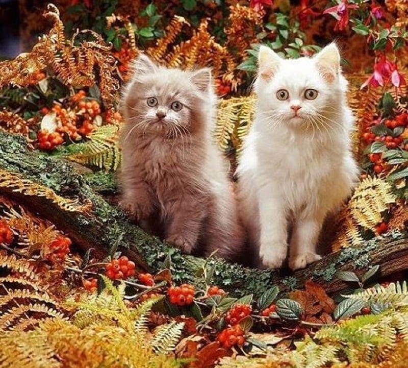 cute fall arrangement, cats, animals, cute, fall, arrangement, kittens, HD wallpaper