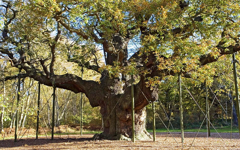 Muy Viejito el Arbol, tree, reliquia, viejo, de la naturaleza, HD wallpaper