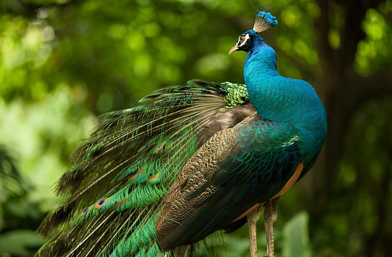 Lovely Peacock - r, peacock, birds, peacocks, animals, HD wallpaper