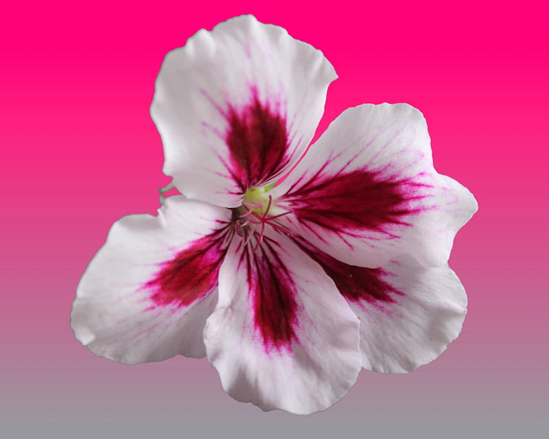 Geranio, gizzzi, flor, blanco, rosa, Fondo de pantalla HD | Peakpx