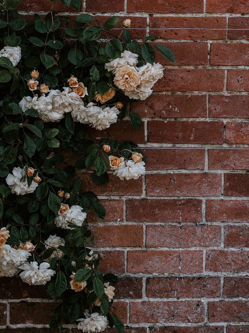 rose, flowers, wall, brick, plant, bush, HD phone wallpaper