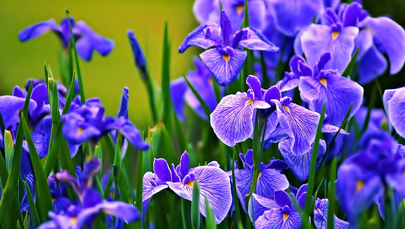 Blue Irises, Iris, Flowers, blue, Nature, HD wallpaper