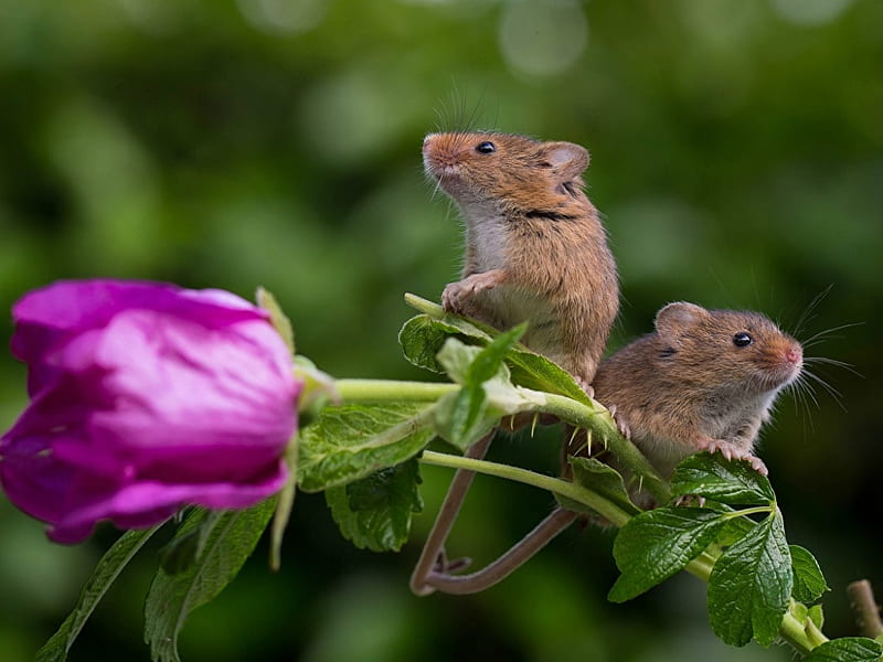 CUTE MICE ON A ROSE, CUTE, TWO, ROSE, MICE, HD wallpaper