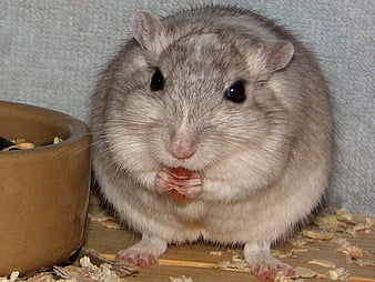 HD gerbil wallpapers | Peakpx