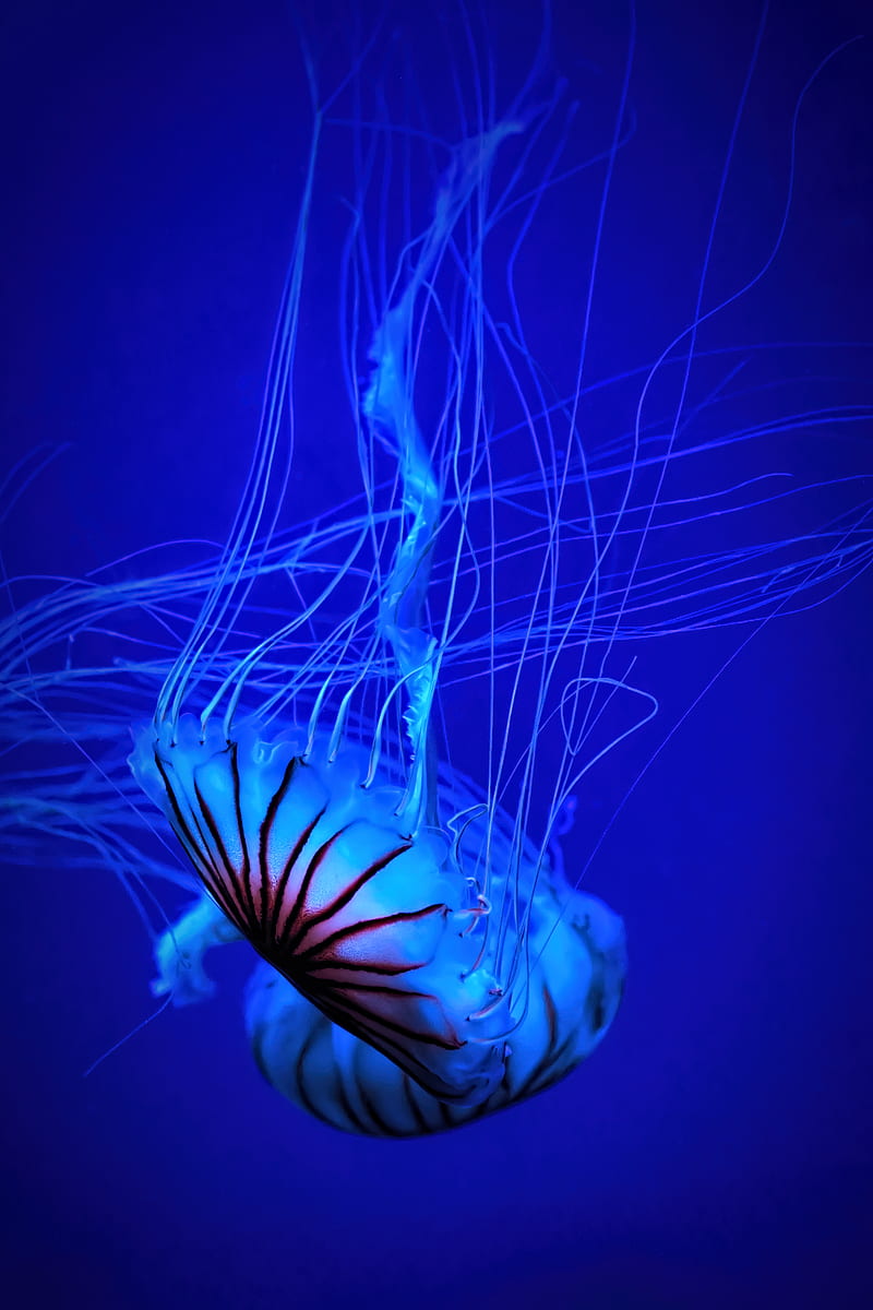 jellyfish, tentacle, water, bonito, blue, HD phone wallpaper