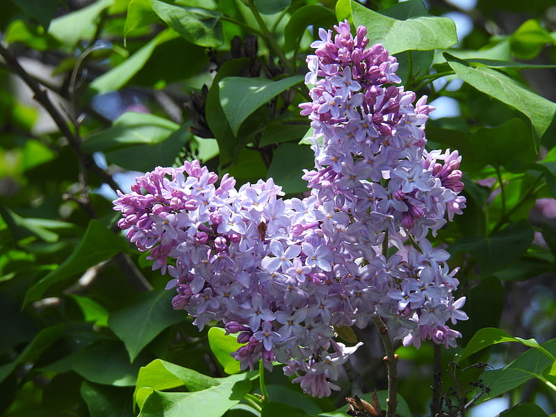 Lilacs, Tree, Leaves, Flowers, graphy, Spring, Nature, HD wallpaper ...