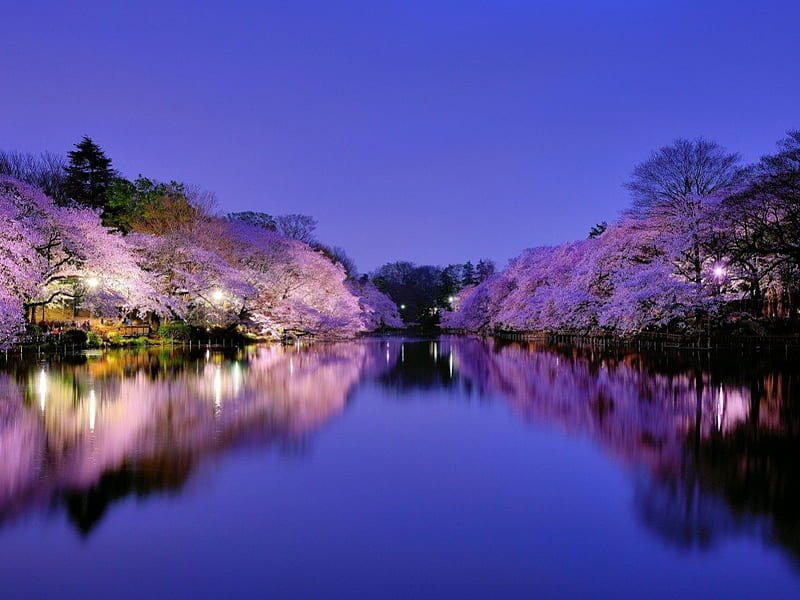 Osaka Japan, japan , cherries, city , park, trees, sky, lake, lights, osaka backgrounds, flowering, cherry, light, blue, night, HD wallpaper