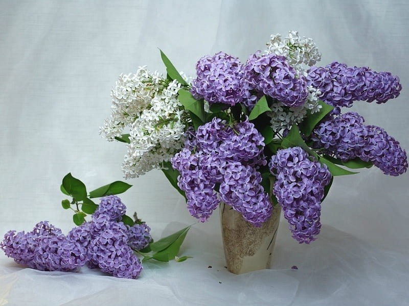 Lilas moradas y blancas, blancas, flores, moradas, lilas, Fondo de pantalla  HD | Peakpx