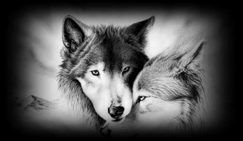Amor de lobo, lobo, encantador, tierno, dulce, Fondo de pantalla HD | Peakpx