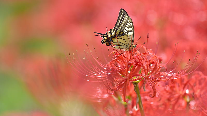 Butterfly, spiderlily, fluture, macro, insect, flower, pink, spider lily, HD wallpaper