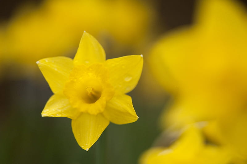 Daffodil close up, macro, narcissus, daffodil, spring, easter, HD wallpaper