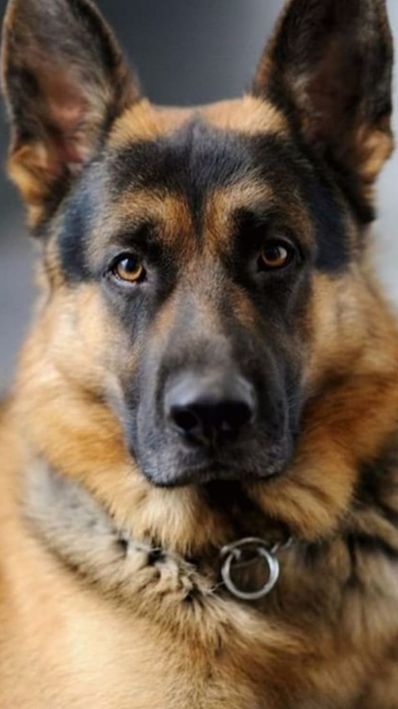 German Shepherd, german, dog, dogs, shepherd, police, pug, hello, HD phone  wallpaper | Peakpx