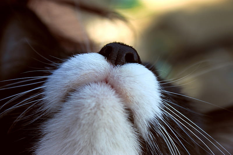 Cat, nose, moustache, black, white, skin, animal, pisica, HD wallpaper