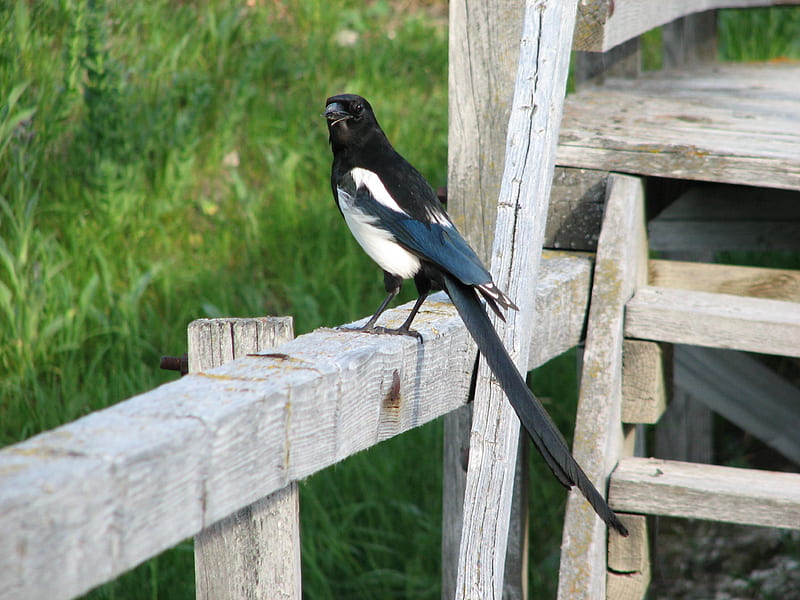 Magpie on a Fence, fence, bird, grass, magpie, feathers, HD wallpaper