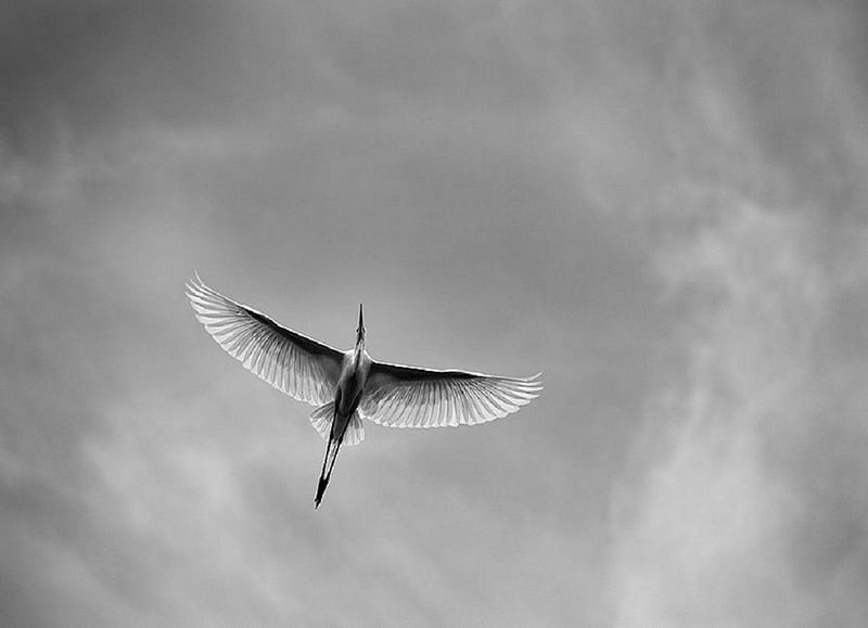 The Flight, graphy, bird, gray, flying, black and white, stork, peaceful, sky, HD wallpaper