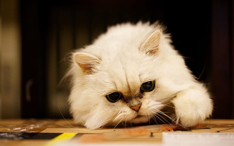 Persian cat, small white kitten, fluffy kitten, big eyes, cute animals, cats, HD wallpaper