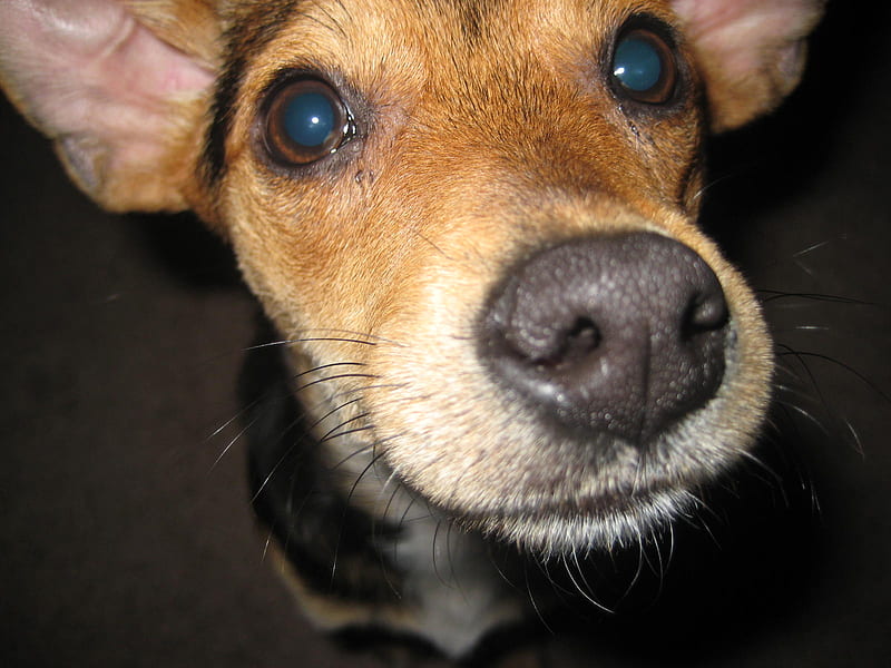 Cinnamon begging, cute, beg, terrier, beagle, puppy, dog, puppy eyes, HD wallpaper