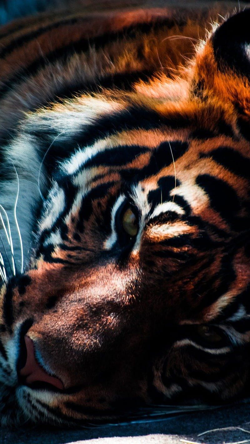 Tiger , king of jungle, HD phone wallpaper