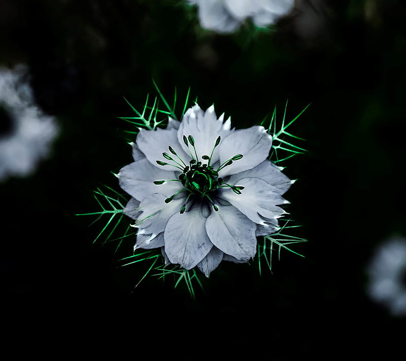 Flower , beauty, green, life, white, HD wallpaper