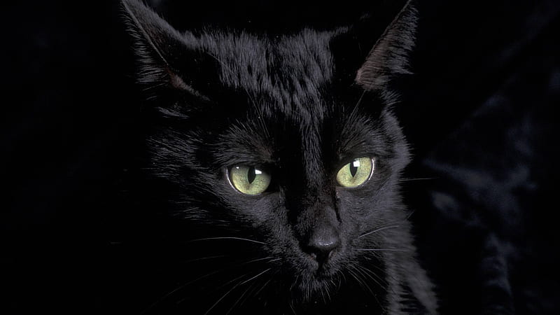 Very Beautiful Black Persian Cat and, HD wallpaper