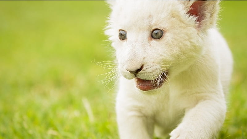 Cachorro de leon blanco, Fondo de pantalla HD | Peakpx